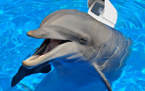 Chú cá heo mang thiết bị do thám.