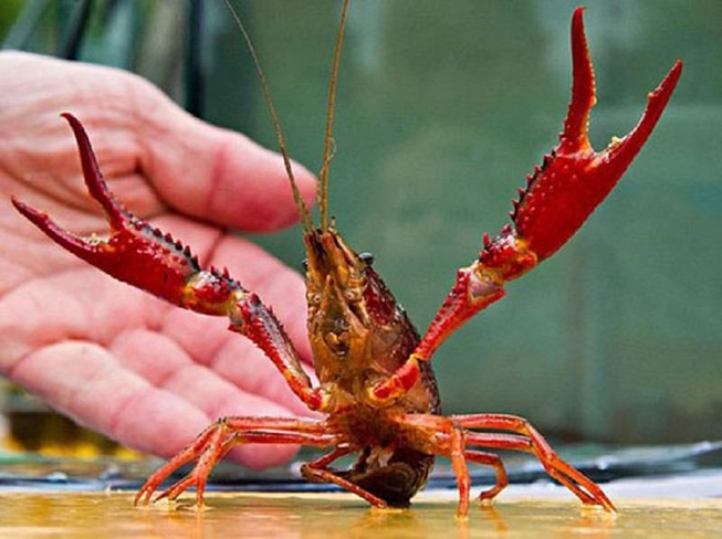 Tôm càng đỏ huộc danh mục loài ngoại lai có nguy cơ xâm hại