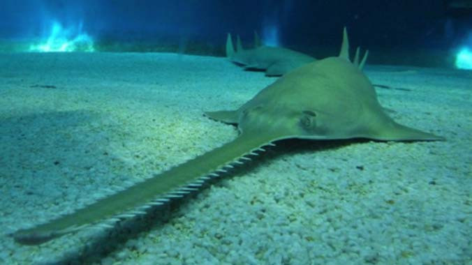 Cá đao răng lớn