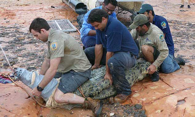 5 người đàn ông lực lưỡng mới có thể khống chế được con cá sấu khổng lồ.