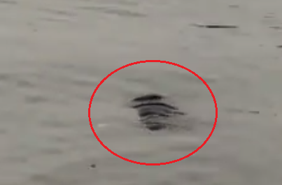 Thi thể nam giới được phát hiện trên Hồ Tây.