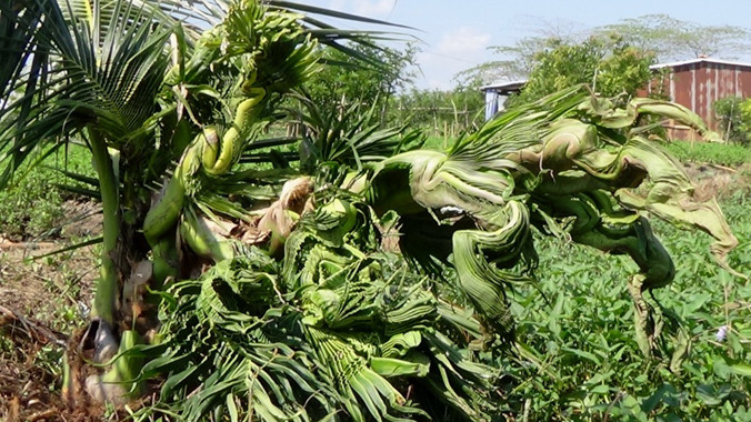 Cây dừa trổ đọt kỳ lạ của gia đình ông Nguyễn Văn Khỏi.