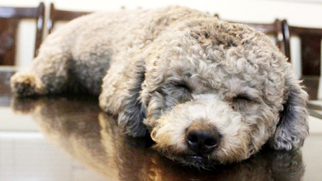 Chú chó Marley được trao trả lại cho chủ nhân. Ảnh: VOV Giao thông