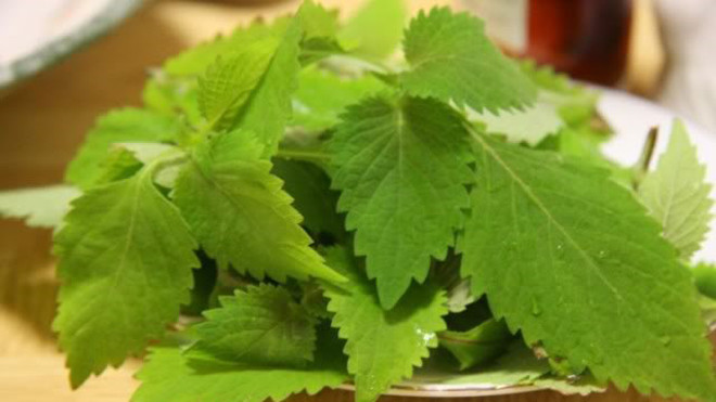 Rau kinh giới sắc lấy nước uống giúp sởi nhanh bay 