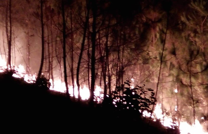 Hiện trường vụ cháy rừng thông nhiều năm tuổi.