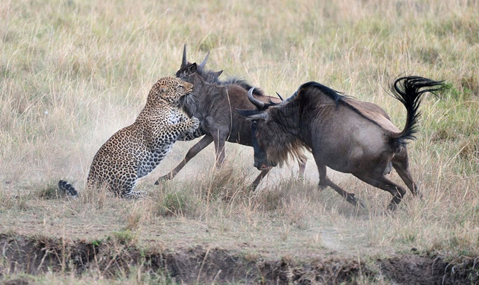 Linh dương mẹ liều lĩnh giải cứu con.