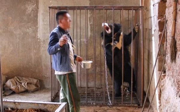 Anh Yang nuôi gấu trong nhà tưởng là chó. Ảnh: SCMP