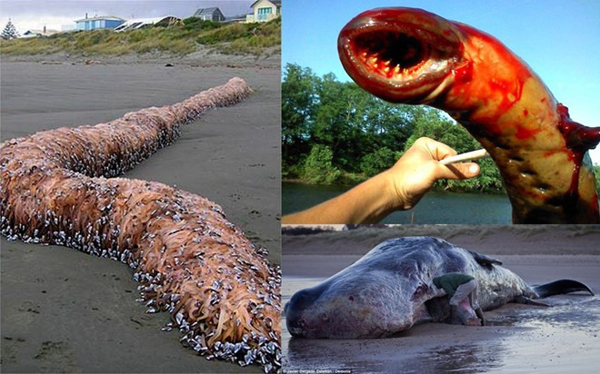 Rùng mình những “quái vật” kỳ dị khổng lồ dưới đáy đại dương 