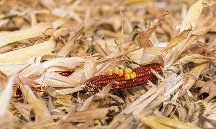Phế phẩm ngô là một trong những loại chất thải sinh học dồi dào nhất ở Mỹ. Ảnh: Makin' Hay.