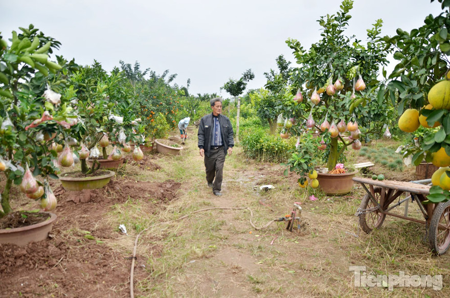 Ngắm vườn thập quả cực độc đáo của lão nông ở Thủ đô