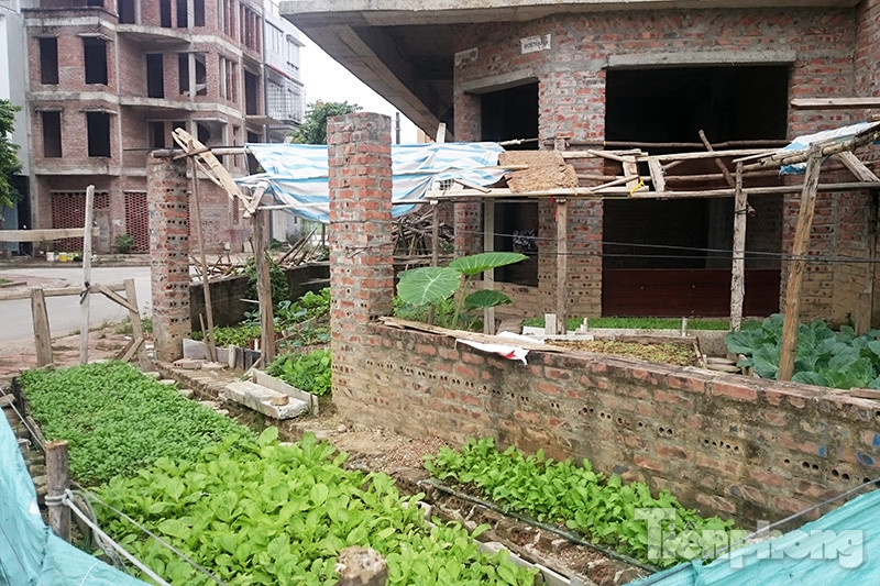 Những luống rau xanh mướt được người dân trồng xung quanh các ngôi biệt thự.