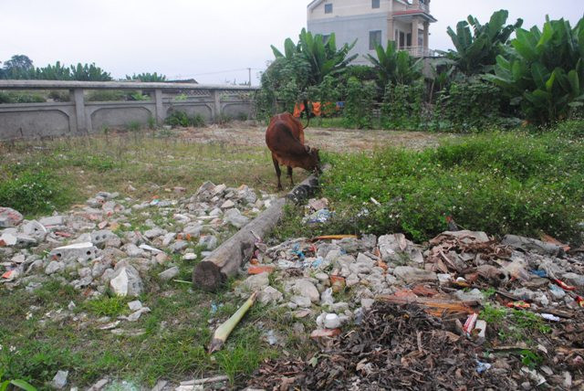 Chăn thả gia súc trong khu di chỉ khảo cổ học.