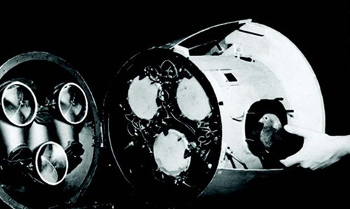 Quân đội Mỹ từng có kế hoạch dùng chim bồ câu dẫn đường tên lửa. Ảnh: Military history.