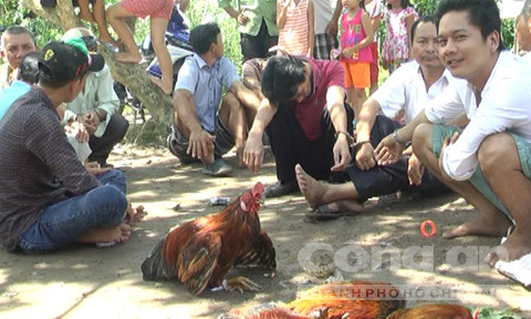 Các đối tượng tham gia đá gà ăn tiền