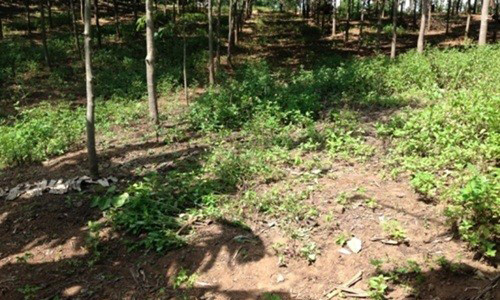 Hiện trường nơi xảy ra vụ hiếp dâm