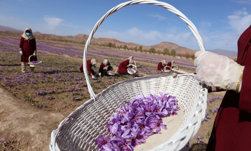 1.200 đôla cho một kg gia vị đắt nhất thế giới