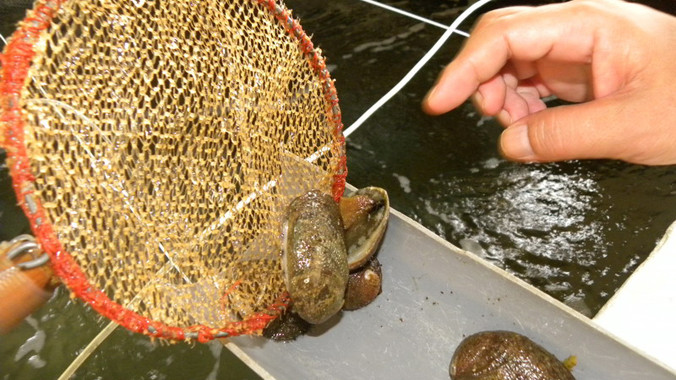 Bào ngư bố mẹ được nuôi trên đảo Bạch Long Vĩ