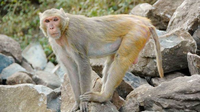 Loài khỉ khoái cờ bạc