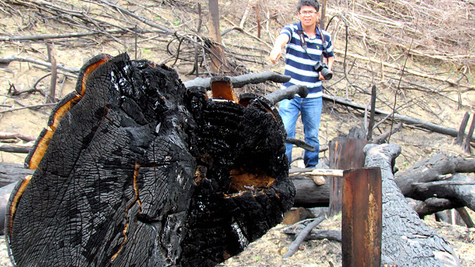 Rừng bị phá trắng, cây rừng bị chặt, đốt cháy đen. ảnh chụp ngày 18/7/2013