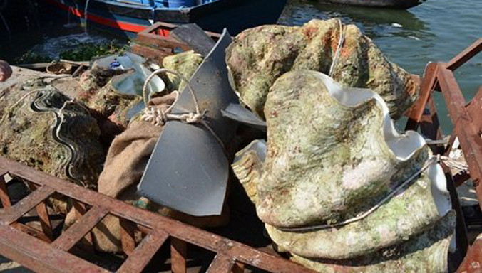 Những động vật khổng lồ 'khó tin' trên trái đất