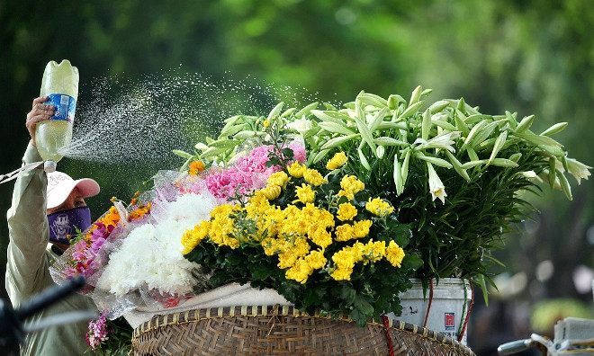 Tinh khôi mùa hoa loa kèn