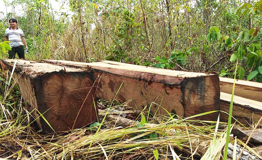 Những lóng gỗ nằm rải rác trên núi Chư Jú