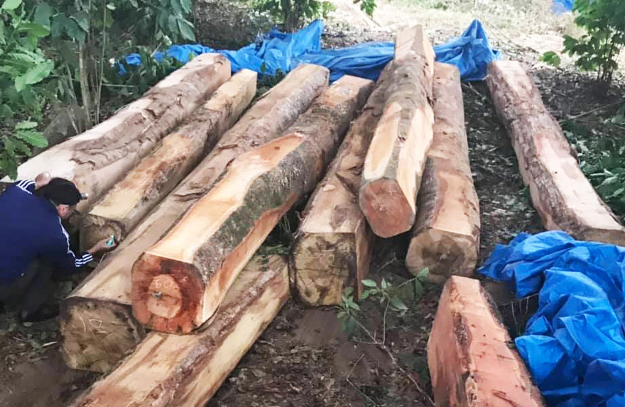 Bãi tập kết gỗ lậu