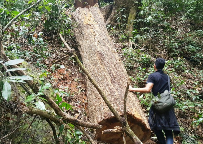 Nhiều lóng gỗ lớn nằm rải rác tại cánh rừng xã Chư Đăng Ya