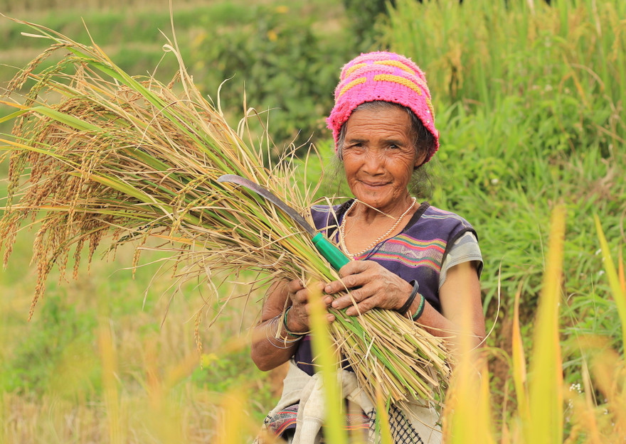 Đồng bào Xê Đăng ở xã Măng Ri gặt lúa