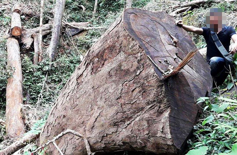 Gia Lai: Đi mua phân bò 'tiện thể' phá luôn rừng