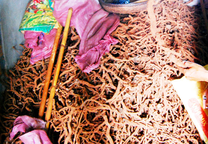 Thương lái thu mua rễ cây hồ tiêu