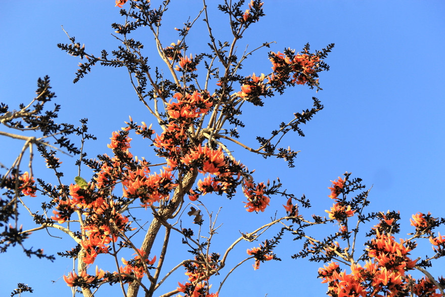 Với người dân tộc Ja Rai, hoa mlah còn được ví như vẻ đẹp của các sơn nữ ngây thơ, tươi tắn