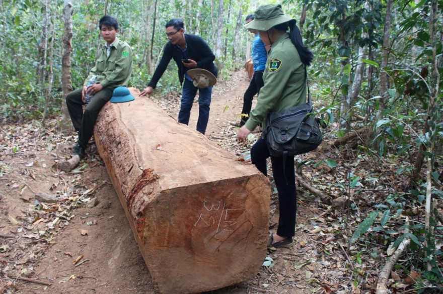Huyện Chư Păh có nhiều lâm sản, là “miếng mồi” đầu tiên của các đối tượng lâm tặc nhòm ngó