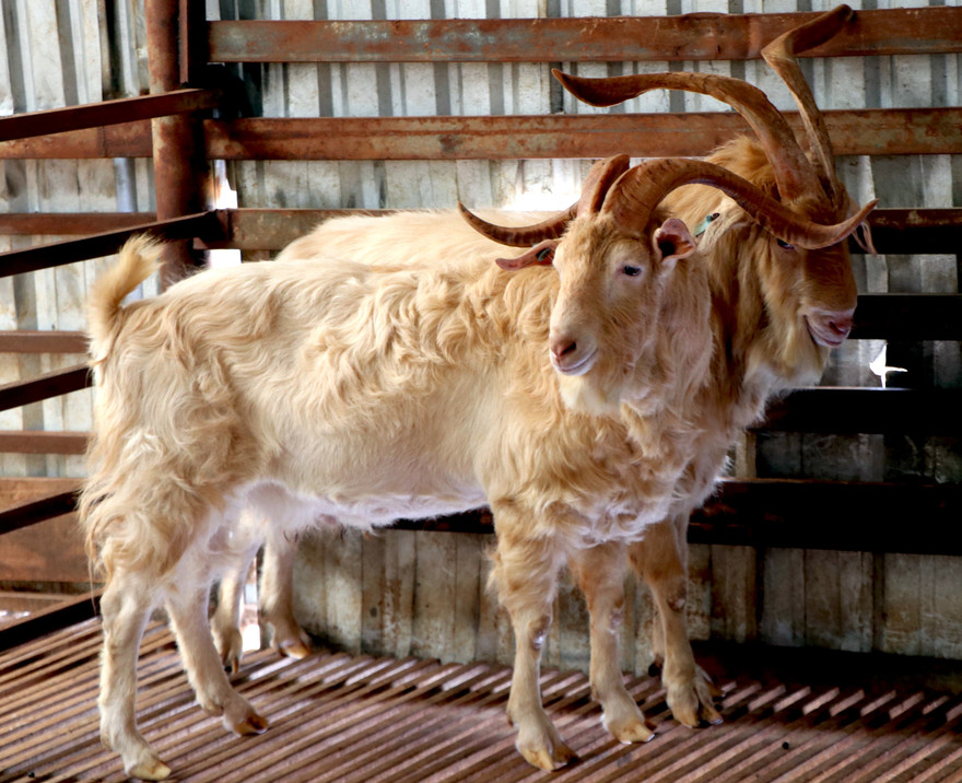 Những con dê đực to khoẻ được lựa chọn để nhân giống