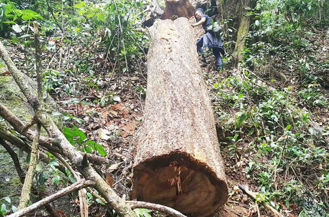 Những lóng gỗ "khủng" không có dấu búa của ngành chức năng