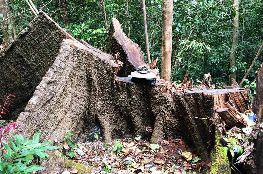 Thân gỗ “khủng” nằm ngoài hồ sơ kiểm đếm của ngành chức năng