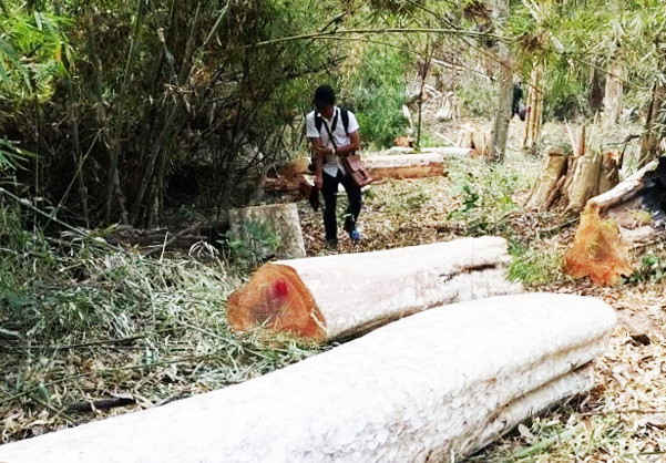 Rừng của Ban QLRPH Ia Grai bị tàn phá