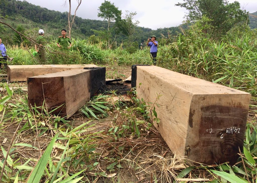 Một vụ khai thác lâm sản trái phép trên địa bàn xã Ia Tul, huyện Ia Pa