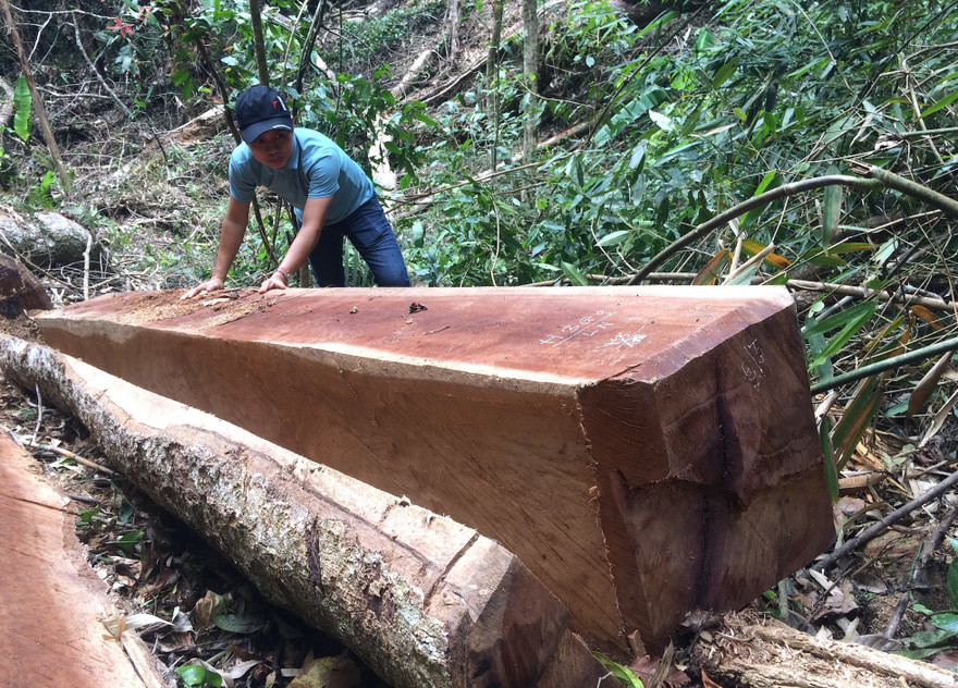 Hàng chục lóng gỗ được xẻ hộp vuông tại hiện trường