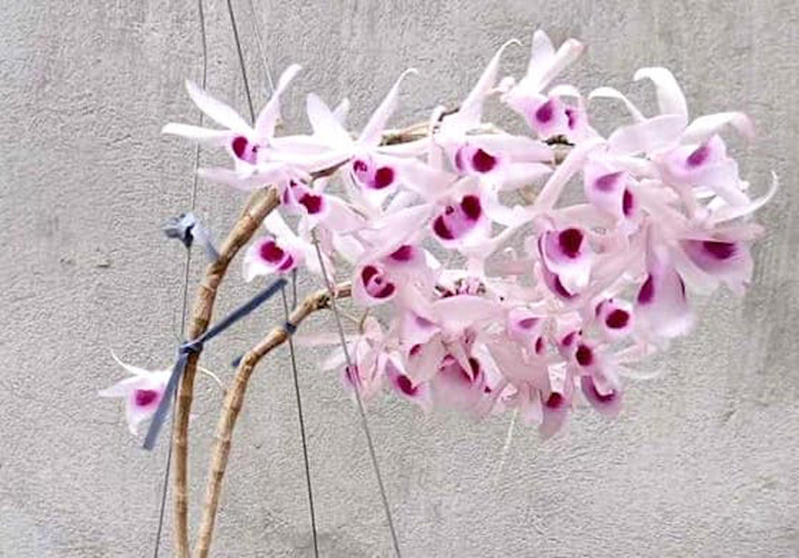 Chùm lan giả hạt Mưa sao băng