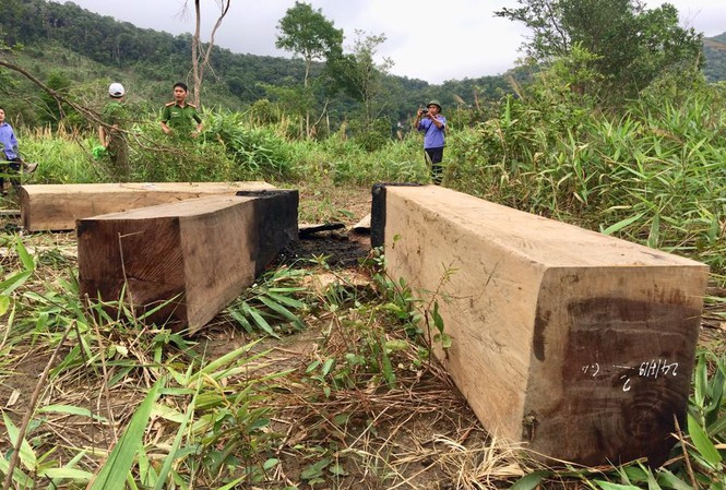 Một vụ khai thác lâm sản trái phép mà báo chí phát hiện ở huyện Ia Pa