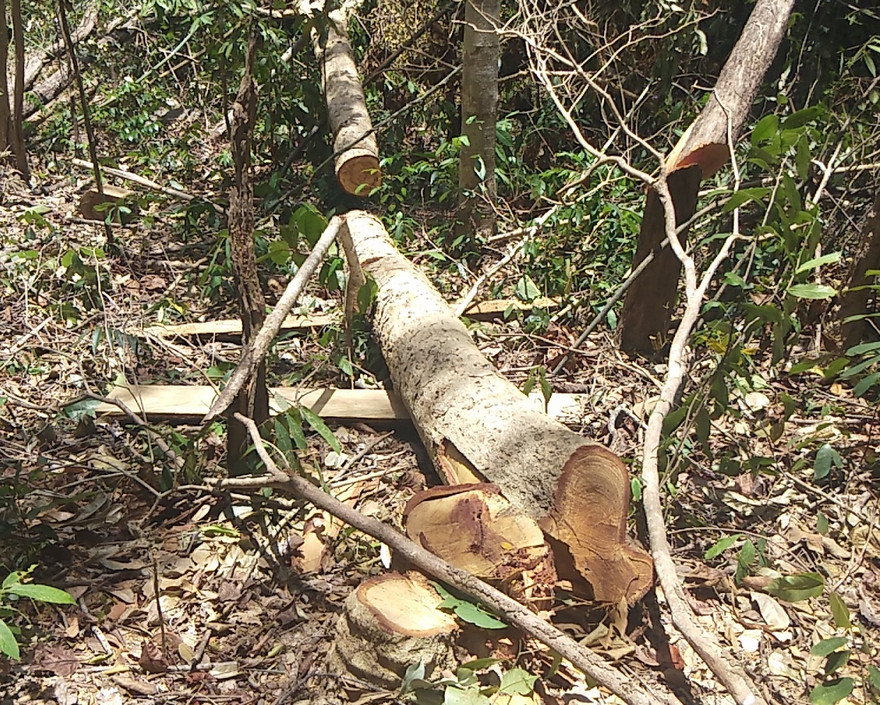 Một vụ khai thác lâm sản trái phép trên địa bàn huyện Krông Pa