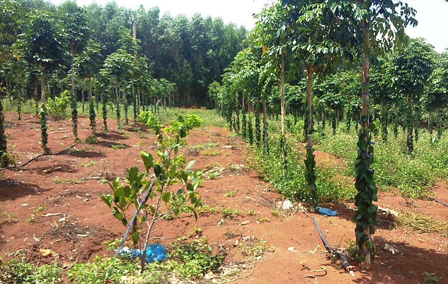 Đất rừng bị lấn chiếm để trồng cây ăn trái