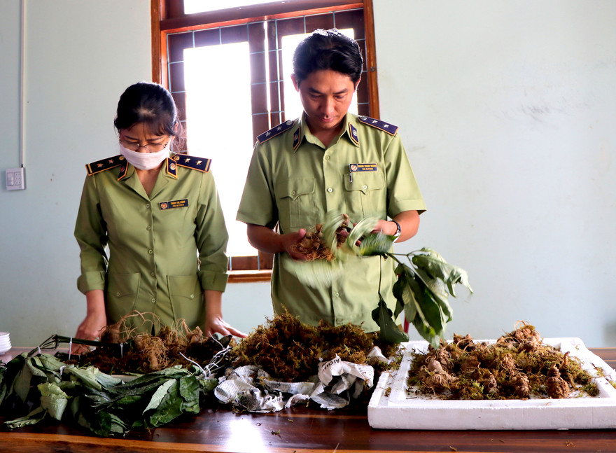 Số lượng sâm Ngọc Linh giả được cơ quan chức năng phát hiện.