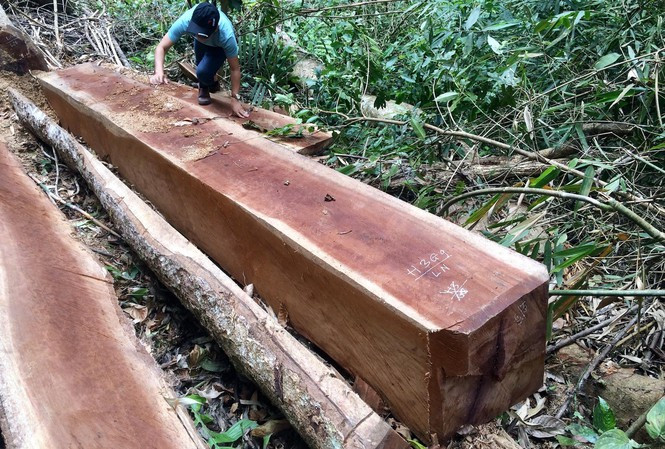 Hiện trường một vụ khai thác lâm sản trái phép ở Kon Tum