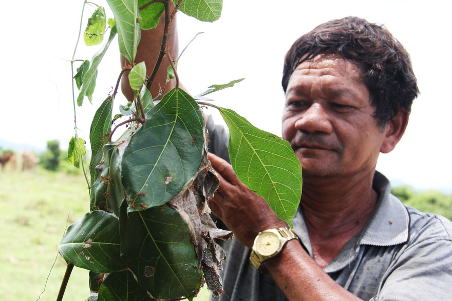 Kiến rừng tết các lá cây lại để làm tổ