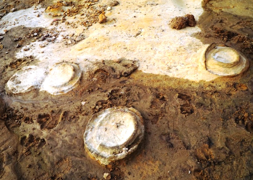  Các hoá thạch cúc đá (ảnh Nguyễn Quang Tuệ)