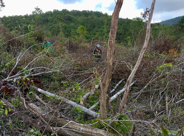 Hiện trường vụ phá rừng