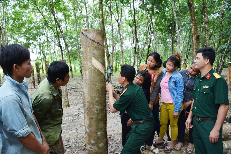 Cán bộ Binh đoàn 15 hướng dẫn bà con dân tộc thiểu số cạo mủ cao su