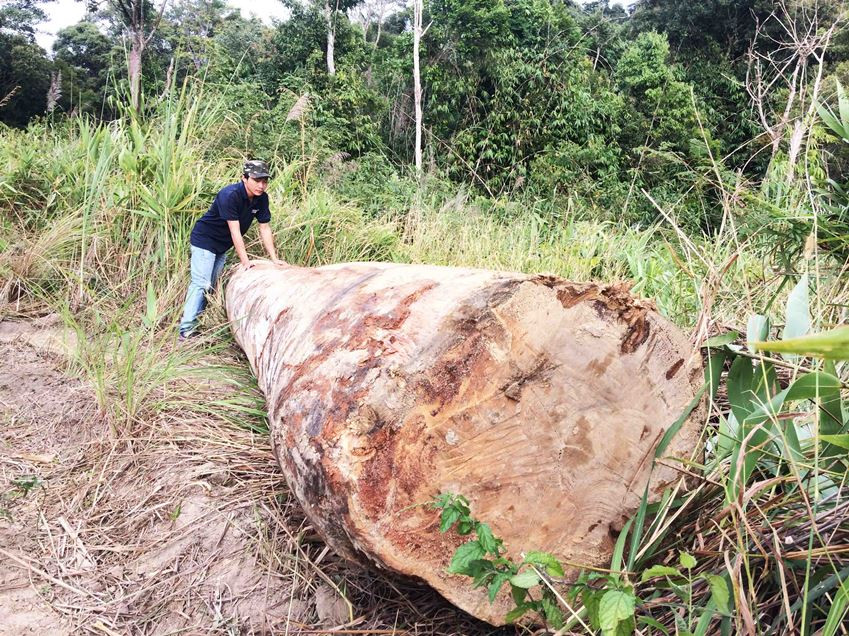 Gỗ lậu được vứt rải rác dọc đường núi 